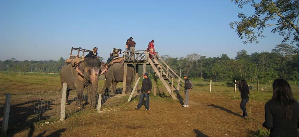 Jungle Safari Jungle Safari